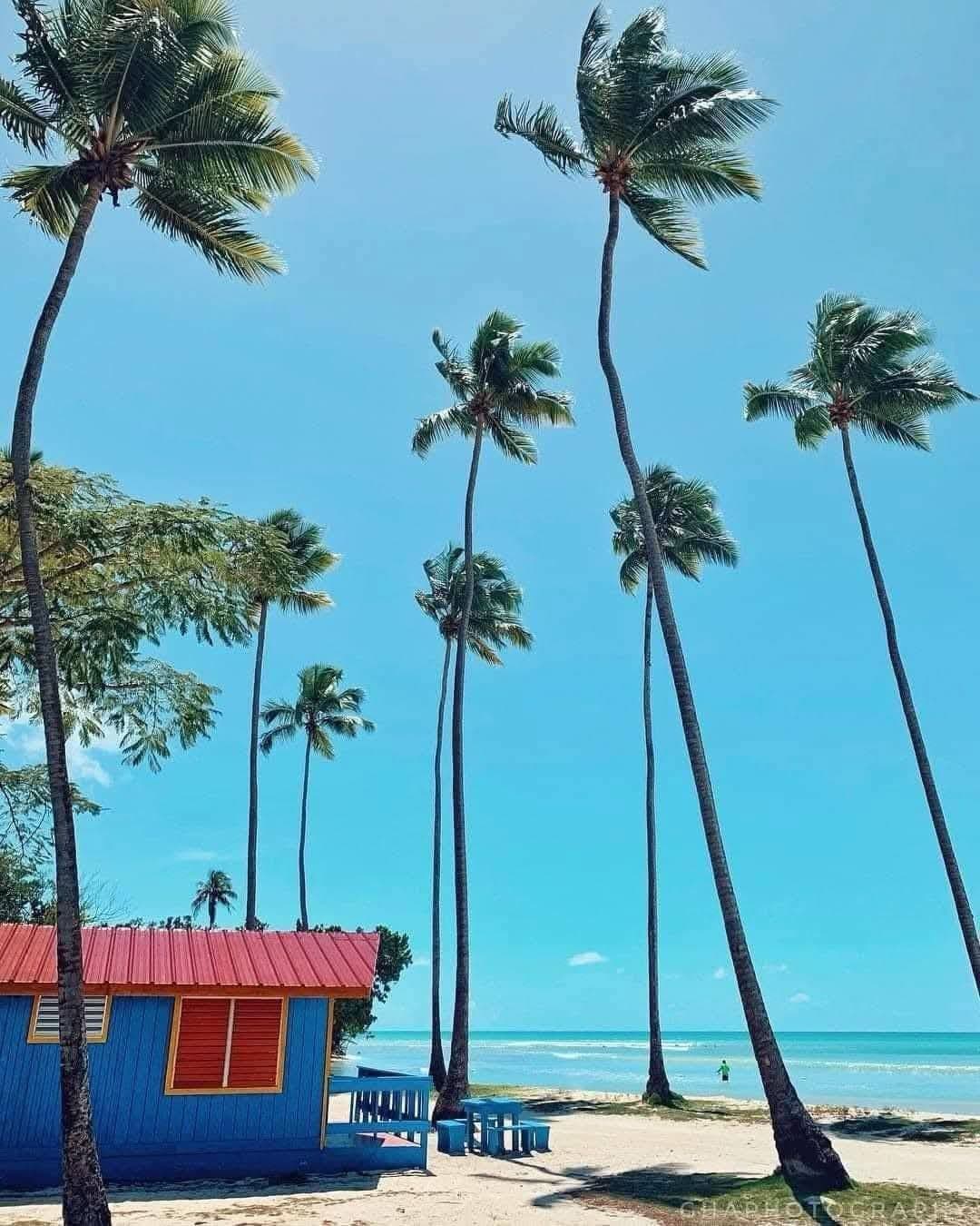 Cabaña azul con techo rojo rodeada de palmeras altas